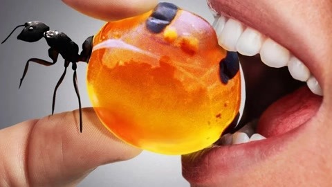 火影忍者纲手本+子