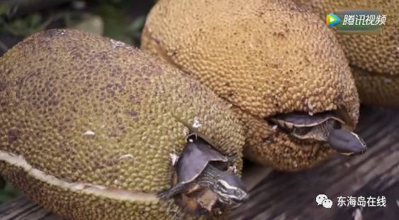 51爆料吃瓜中心吃瓜黑料不打烊官网海角吃瓜在线黑料反差吃瓜国产 黑料黑料信息冗余明显