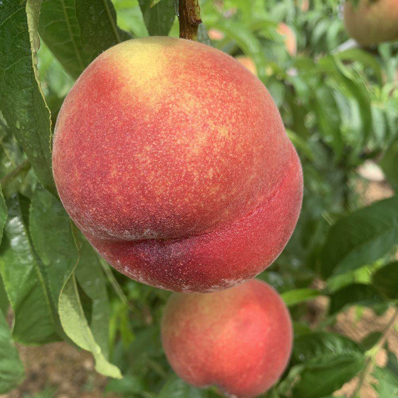 视频二区中字系列学生系列