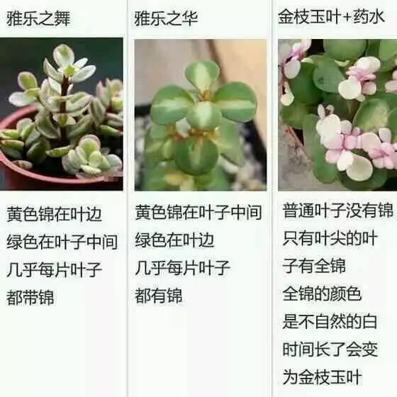 动画同人 也是动画同人独立发光的存在