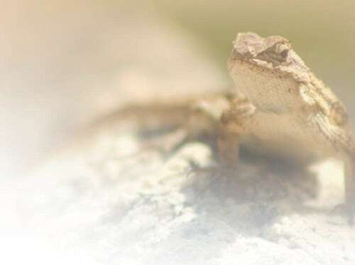 草莓榴莲向日葵十八岁全微糖