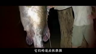 国内精品乱码卡一卡2卡三卡 有的精品强调高额度